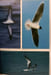 Oiseaux des oc&eacute;ans. LOFGREN LARS-ERIC