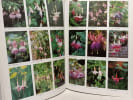 Portraits de fuchsias: 1000 vari&eacute;t&eacute;s en couleurs. Nijhuis M