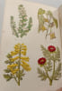 Field Flowers. Shirley Hibberd