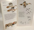Guide d'identification des oiseaux aquatiques. Service Canadien De La Faune Bob Hines