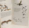 Guide d'identification des oiseaux aquatiques. Service Canadien De La Faune Bob Hines