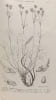 Flore g&eacute;n&eacute;rale de Belgique. Spermatophytes. Volume IV - Fascicule I. Andr&eacute; Lawalr&eacute;e  James Cullen