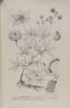 Flore g&eacute;n&eacute;rale de Belgique. Spermatophytes. Volume III - Fascicule III. Alchemilla. Walter Robyns  Andr&eacute; Lawalr&eacute;e  N. Sougnez et A. Lawalr&eacute;e