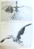 Les oiseaux - Encyclopédie par l'image. Collectif