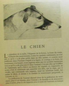 Animaux Par M. de Buffon. Illustré de dessins anciens