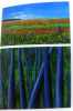 Identidad del sur arte argentino contemporaneo - southern identity contemporary argentine art (bilingue: espagnol et anglais). Duprat  Andres  Maria ...