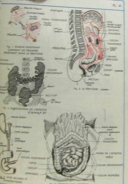 Planches de sciences naturelles - anatomie et physiologie animales et végétales - biologie. Roux