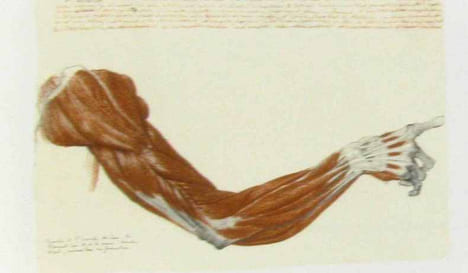 Dessins anatomiques de David d'Angers (présentés par André Bruel). D'Angers David