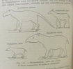 L'homme à la recherche de ses ancêtres - roman de paléontologie (avec 23 illustrations). Senet André