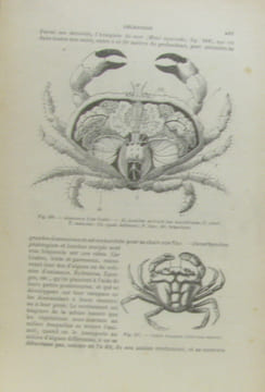 Cours élémentaire de Zoologie (7e édition revue). Perrier Rémy