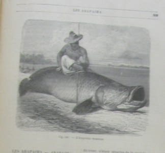 Les poissons et les crustacés - merveilles de la nature