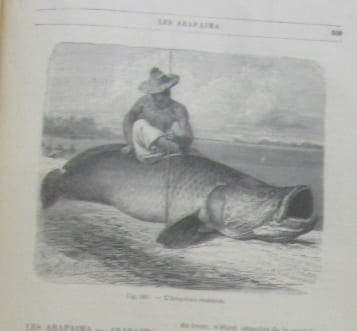 Les poissons et les crustacés - merveilles de la nature. A.E. Brehm