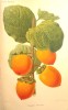 Revue horticole - Journal d'horticulture pratique - Fondée en 1829 par les auteurs du Bon Jardinier. - 60e année - 1888.. [Horticulture - Botanique] - ...