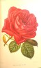 Revue horticole - Journal d'horticulture pratique - Fondée en 1829 par les auteurs du Bon Jardinier. - 63e année - 1891.. [Horticulture - Botanique] - ...