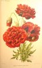 Revue horticole - Journal d'horticulture pratique - Fondée en 1829 par les auteurs du Bon Jardinier. - 65e année - 1893.. [Horticulture - Botanique] - ...