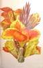 Revue horticole - Journal d'horticulture pratique - Fondée en 1829 par les auteurs du Bon Jardinier. - 68e année - 1896.. [Horticulture - Botanique] - ...