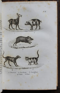Le Petit Buffon illustré. Histoire naturelle des Quadrupèdes, Oiseaux, Reptiles, Poissons et Insectes extraites des grands ouvrages de Buffon, Lacepède et Cuvier par le Bibliophile Jacob.