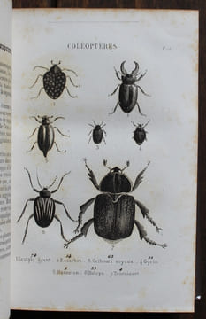 Le Petit Buffon illustré. Histoire naturelle des Quadrupèdes, Oiseaux, Reptiles, Poissons et Insectes extraites des grands ouvrages de Buffon, ...