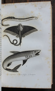 Le Petit Buffon illustré. Histoire naturelle des Quadrupèdes, Oiseaux, Reptiles, Poissons et Insectes extraites des grands ouvrages de Buffon, ...