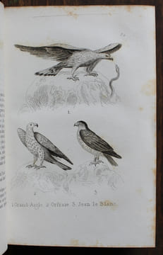 Le Petit Buffon illustré. Histoire naturelle des Quadrupèdes, Oiseaux, Reptiles, Poissons et Insectes extraites des grands ouvrages de Buffon, ...