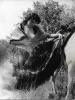 Gitane portant un large décolleté à coté d'un cheval.Photographie originale en tirage argentique.. Fonds de la célèbre revue de Charme ...