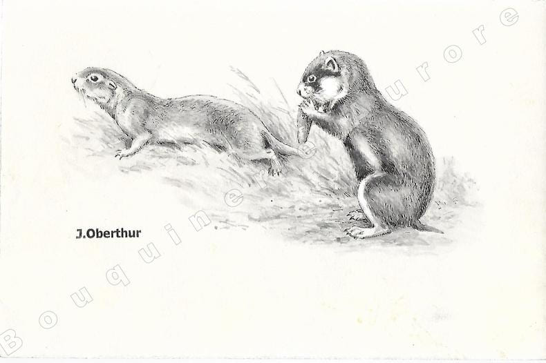 Souslik et Hamster.Dessin original &agrave; l'encre de chine, au lavis et rehauts de gouache blanche sur papier type Canson, cachet "J. Oberthur" en bas &agrave; ...