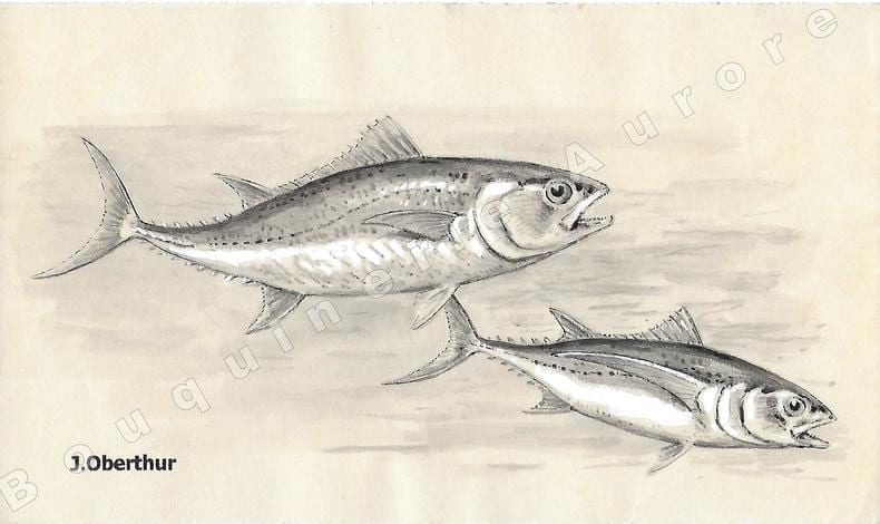 Thon rouge, Thon blanc.Dessin original &agrave; l'encre de chine, au lavis et rehaut de gouache blanche sur papier type Canson, cachet "J. Oberthur" en bas &agrave; ...