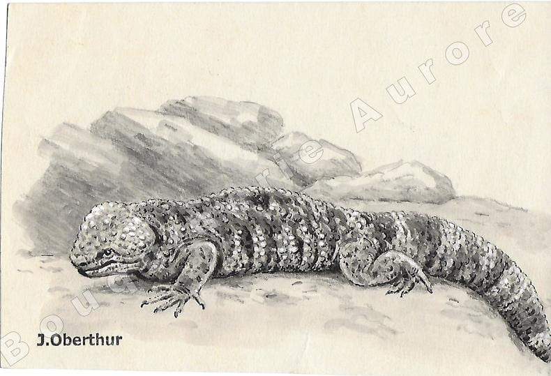 H&eacute;loderme.Dessin original &agrave; l'encre de chine, au lavis et rehaut de gouache blanche sur papier type Canson, cachet "J. Oberthur" en bas &agrave; gauche.. ...