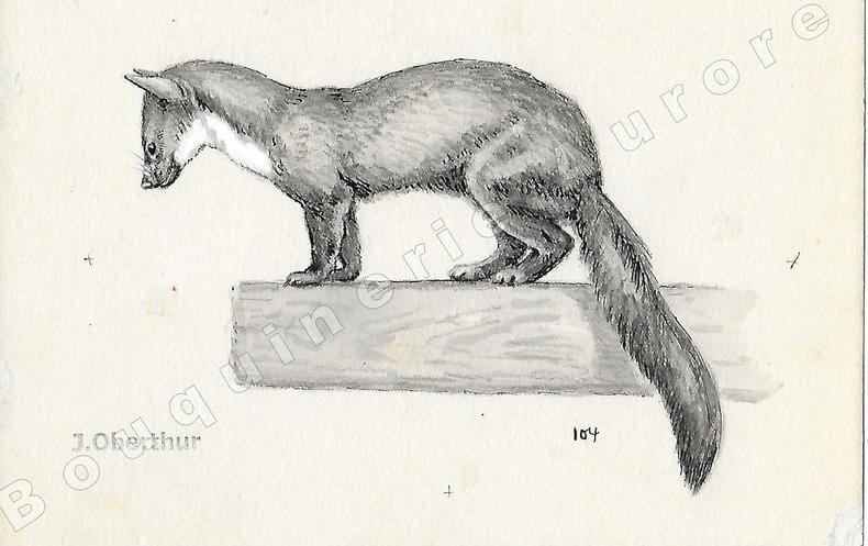 Fouine.Dessin original &agrave; l'encre de chine et au lavis sur papier type Canson, cachet "J. Oberthur" en bas &agrave; gauche.. OBERTHUR (Joseph) (1872-1947), ...