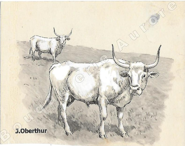 Urus blanc.Dessin original &agrave; l'encre de chine, au lavis et rehauts de gouache blanche sur papier type Canson, cachet "J. Oberthur" en bas &agrave; gauche.. ...