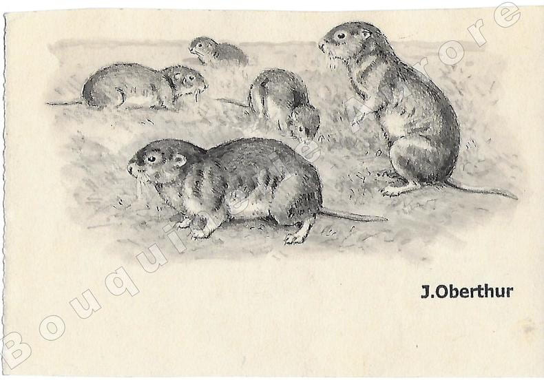 Campagnols.Dessin original &agrave; l'encre de chine et au lavis sur papier type Canson, cachet "J. Oberthur" en bas &agrave; droite.. OBERTHUR (Joseph) ...