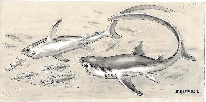 Calmars poursuivis par des Squales.Dessin original &agrave; l'encre de chine, au lavis et rehaut de gouache blanche sur papier type Canson, cachet "J. ...