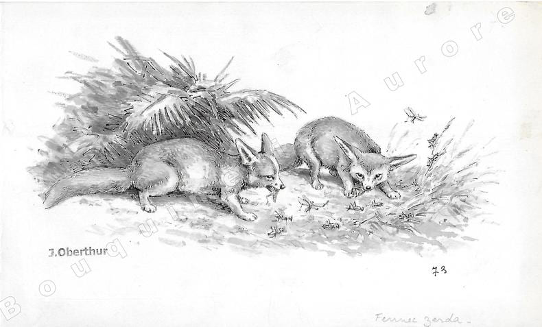 Fennec Zerda.Dessin original &agrave; l'encre de chine et au lavis sur papier type Canson, cachet "J. Oberthur" en bas &agrave; gauche.. OBERTHUR (Joseph) ...