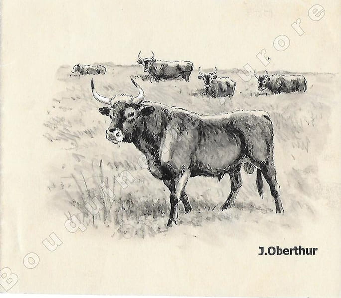 Aurochs noirs.Dessin original &agrave; l'encre de chine, au lavis et rehauts de gouache blanche sur papier type Canson, cachet "J. Oberthur" en bas &agrave; ...