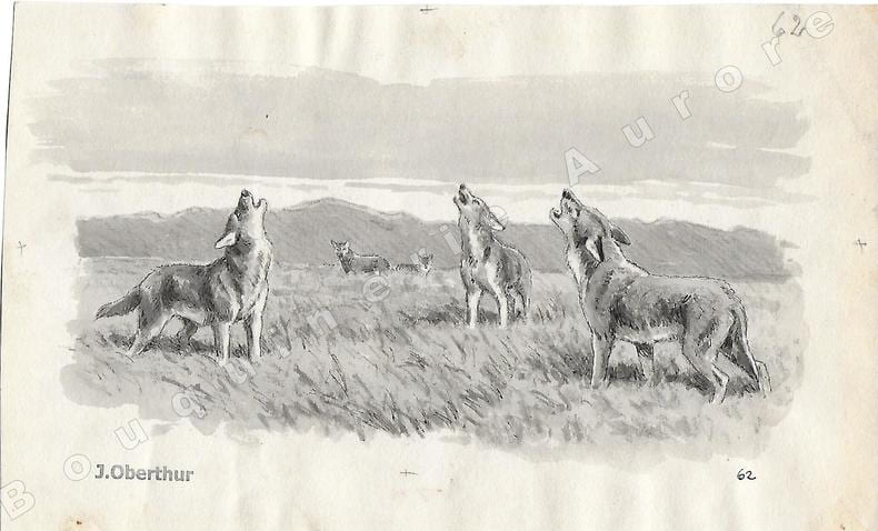 Coyottes.Dessin original &agrave; l'encre de chine et au lavis sur papier type Canson, cachet "J. Oberthur" en bas &agrave; gauche.. OBERTHUR (Joseph) (1872-1947), ...