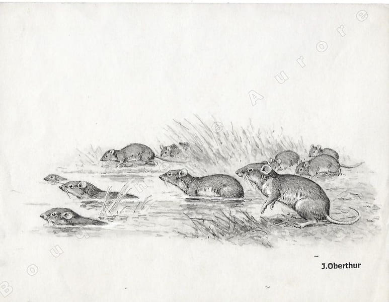 Migration de Surmulots.Dessin original &agrave; l'encre de chine et au lavis sur papier type Canson, cachet "J. Oberthur" en bas &agrave; droite.. OBERTHUR (Joseph) ...