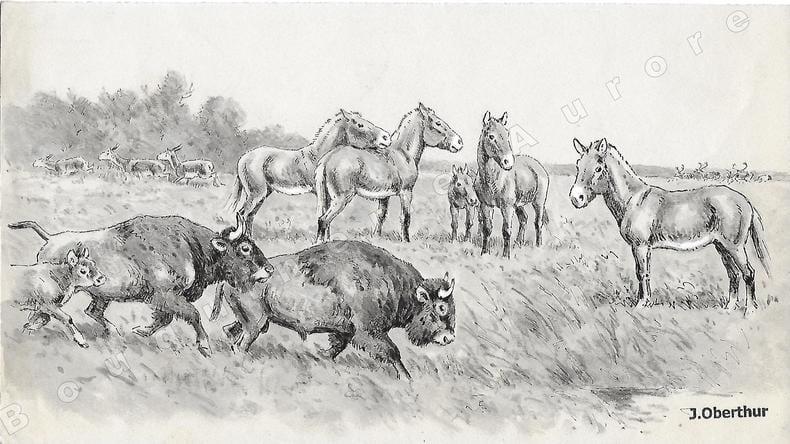 Steppe d'Europe au Pal&eacute;olithique (Bisons & Chevaux de Przewalski).Dessin original &agrave; l'encre de chine et au lavis sur papier type Canson, cachet "J. ...