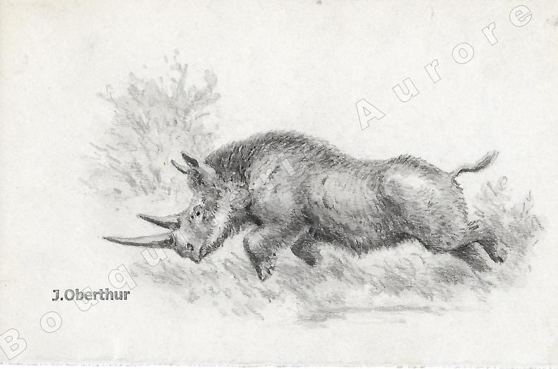 Rhinoc&eacute;ros poilu.Dessin original &agrave; l'encre de chine et au lavis sur papier type Canson, cachet "J. Oberthur" en bas &agrave; gauche.. OBERTHUR (Joseph) ...