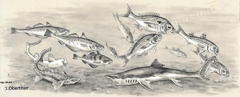 Poissons Petits Migrateurs.Dessin original &agrave; l'encre de chine, au lavis et rehaut de gouache blanche sur papier type Canson, cachet "J. Oberthur" en ...