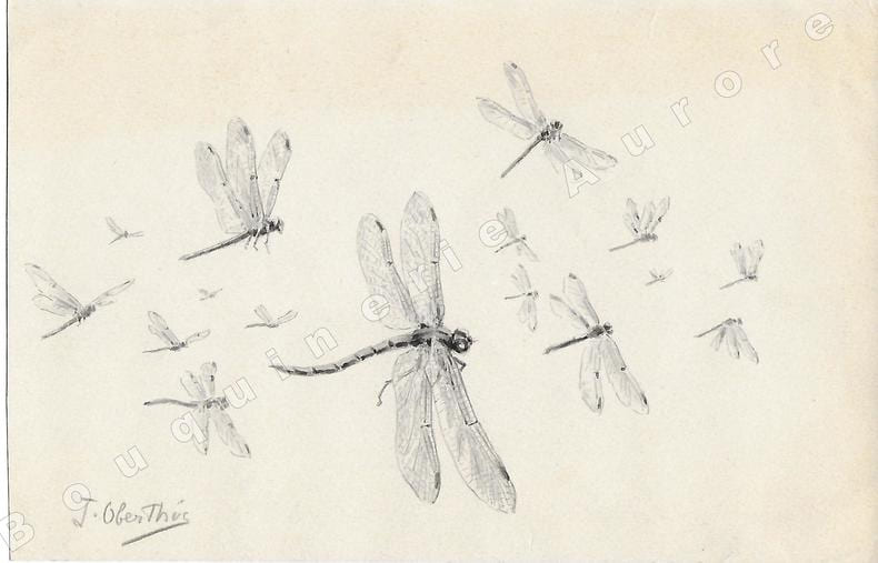 Libellules.Dessin original &agrave; l'encre de chine et au lavis sur papier type Canson, sign&eacute; "J. Oberthur" au crayon en bas &agrave; gauche.. OBERTHUR (Joseph) ...