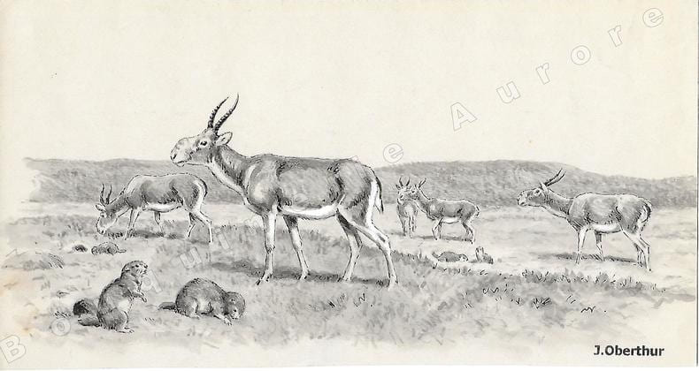 Antilopes Sa&iuml;gas.Dessin original &agrave; l'encre de chine, au lavis et rehauts de gouache blanche sur papier type Canson, cachet "J. Oberthur" en bas &agrave; ...