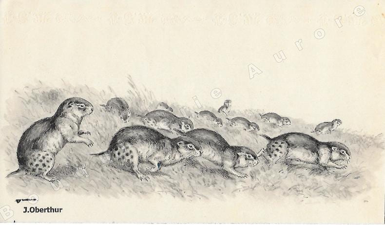 Exode de Lemmings.Dessin original &agrave; l'encre de chine et au lavis sur papier type Canson, cachet "J. Oberthur" en bas &agrave; gauche.. OBERTHUR (Joseph) ...