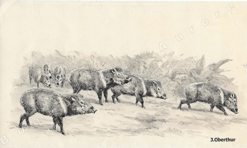 P&eacute;caris &agrave; collier.Dessin original &agrave; l'encre de chine et au lavis sur papier type Canson, cachet "J. Oberthur" en bas &agrave; droite.. OBERTHUR (Joseph) ...