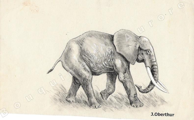 Elephas Planifrons (&eacute;l&eacute;phant).Dessin original &agrave; l'encre de chine, au lavis et rehauts de gouache blanche sur papier type Canson, cachet "J. Oberthur" ...