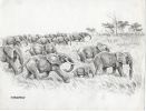 Migration saisonnière d'Eléphants d'Afrique.Dessin original à l'encre de chine et au lavis sur papier type Canson, cachet "J. Oberthur" en bas à ...