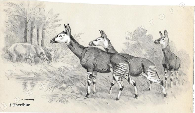 L'Helladotherium.Dessin original &agrave; l'encre de chine et au lavis sur papier type Canson, cachet "J. Oberthur" en bas &agrave; gauche.. OBERTHUR (Joseph) ...