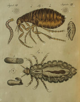 Bilderbuch für Kinder  Porte-Feuille des Enfans. Mélange intéressant dAnimaux, Plantes, Fleurs, Fruits, Minéraux, Costumes, Antiquités et autres ...