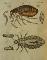Bilderbuch für Kinder  Porte-Feuille des Enfans. Mélange intéressant dAnimaux, Plantes, Fleurs, Fruits, Minéraux, Costumes, Antiquités et autres Objets instructifs et amusants pour la jeunesse ; choisis et gravés sur les meilleurs originaux, avec de courtes Explications scientifiques et proportionnées à lentendement dun enfant. Volume second.