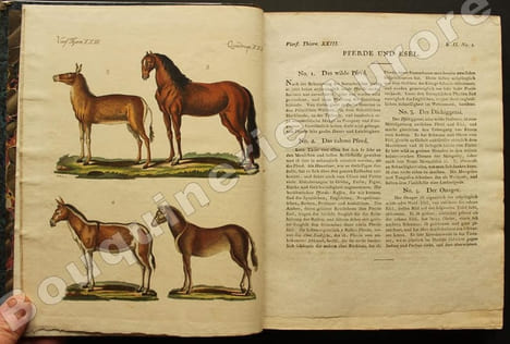 Bilderbuch für Kinder  Porte-Feuille des Enfans. Mélange intéressant dAnimaux, Plantes, Fleurs, Fruits, Minéraux, Costumes, Antiquités et autres ...