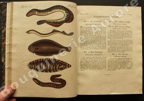 Bilderbuch für Kinder  Porte-Feuille des Enfans. Mélange intéressant dAnimaux, Plantes, Fleurs, Fruits, Minéraux, Costumes, Antiquités et autres ...